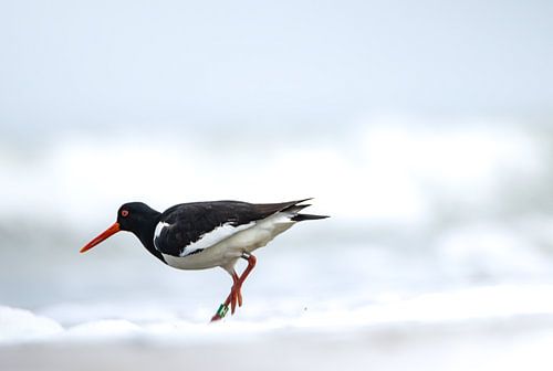 Scholekster in de branding.