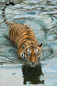 Tiger in the water. von Michael Semenov