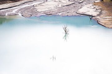 Bare branches reflect in lake (2) by Werner Lerooy