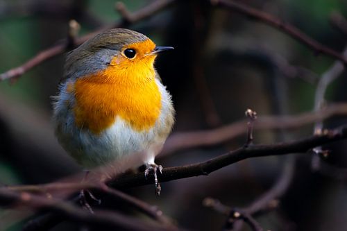 Robin dans la lumière du soleil levant