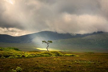 Jakobsleiter leuchtet ein Baum in Irland von Bo Scheeringa Photography