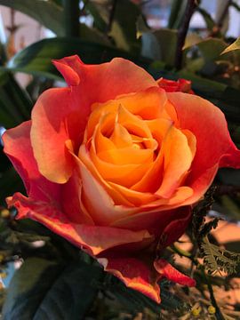 Oranje roos in boeket van Yara van de Ven