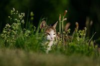 Cat enjoying the sunset in the grass.