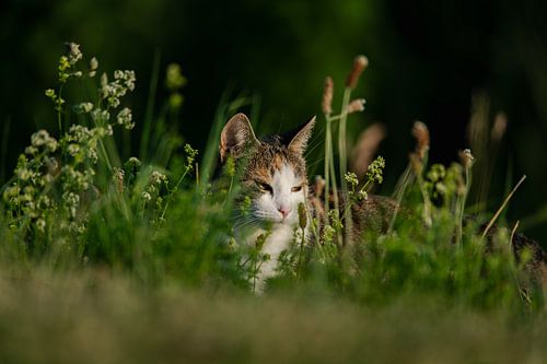 Kat genietend van de zonsondergang in het gras.