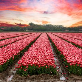 Tulpenveld onder een rode wolkenlucht van Fotografie Jeronimo
