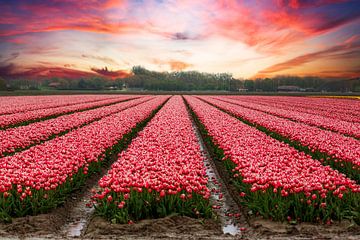 Tulpenveld onder een rode wolkenlucht