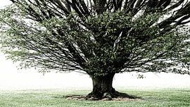 Tree in the fog by Bertrand Bessin