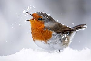 Rotkehlchen (Erithacus rubecula)