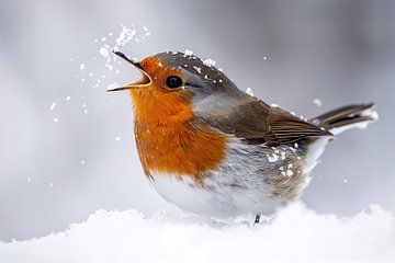 European robin (Erithacus rubecula)