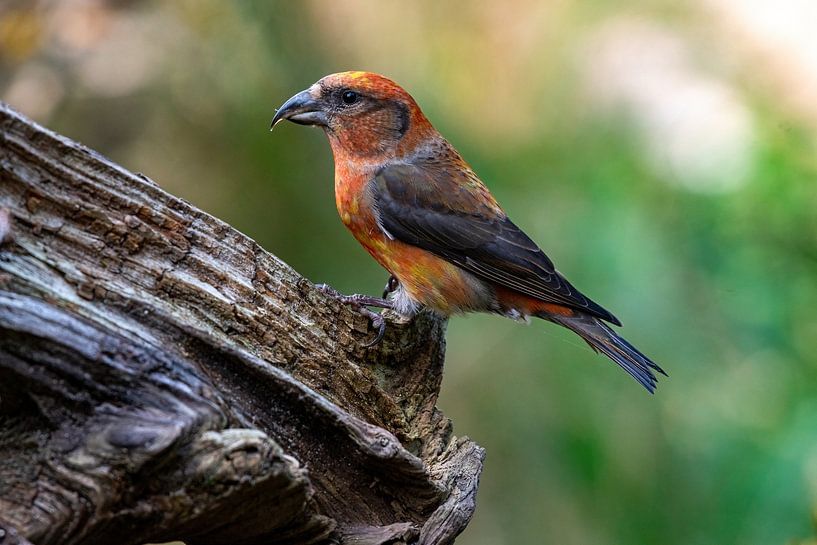 crossbill by Merijn Loch