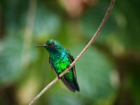 Blue-tailed Hawkbird