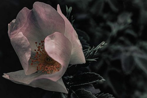 Gele meeldraden in roze kelk