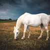 Horse in the meadow just before a heavy rain shower by Marco van den Arend