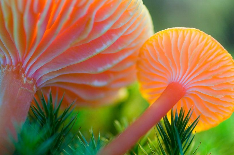 Pilz, Scharlachrote Wachsplatte von Paul van Gaalen, natuurfotograaf