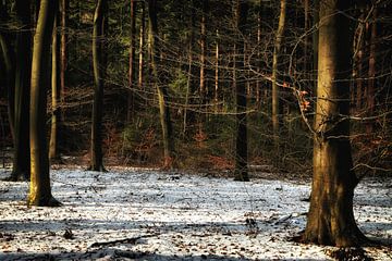 Bos in sneeuw van Kees de Knegt