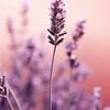 Lavender Detail No 2 by treechild .