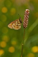  boloria eunomia in the morning