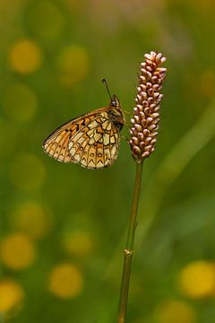  boloria eunomia in the morning by Francois Debets