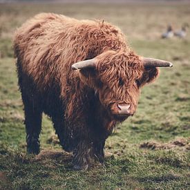 Highland cattle in the morning light by Florian Kunde