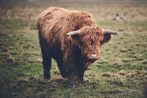Highland Rind im Morgenlicht