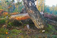 Al is het hout nu nog zo oud,insekten graven als naar goud.