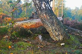 Même si le bois est encore aussi vieux qu'aujourd'hui, les insectes creusent comme pour l'or. sur Arie Visser