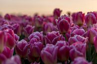 Groninger Tulpen von Bart Achterhof Miniaturansicht