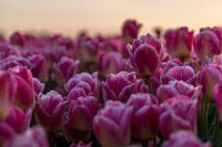Groningse tulpen