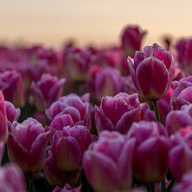 tulipes de Groningue sur Bart Achterhof