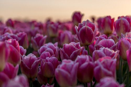 Groningen tulips