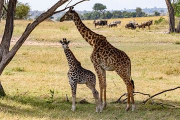 Moeder en kalf giraffe in Serengeti van Julie Brunsting