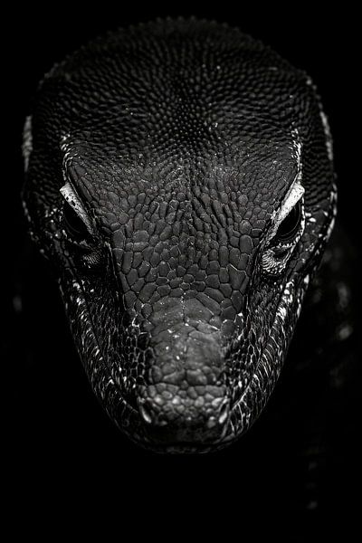 Warane. von Poster Art Shop