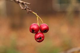 Berries on a branch by Chantha
