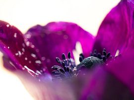 Blumen Anemonen purpurrotes Nahaufnahme makro von Art By Dominic