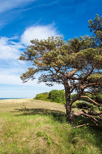 Trees on the Baltic Sea coast