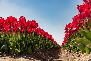 Gros plan d'un champ de tulipes en fleurs
