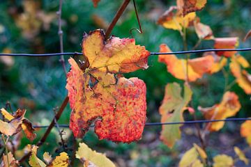 Herfst wingerdblad van Thomas Jäger