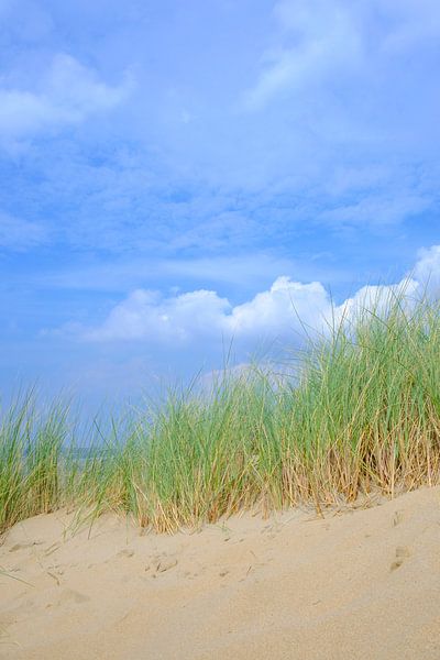 Summer in the dunes at the North Sea Beach by Sjoerd van der Wal
