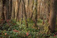 Ooibos im Herbst