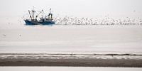 Vissersboot op de Waddenzee bij Texel, met zwermen meeuwen 