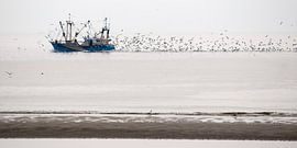 Fishing boat on the Wadden Sea near Texel, with swarms of seagulls  by Margo Schoote