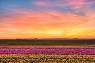 Zonsondergang in het tulpenveld van Michael Valjak thumbnail