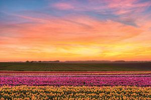 Coucher de soleil dans le champ de tulipes sur Michael Valjak