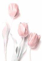 Zoet roze