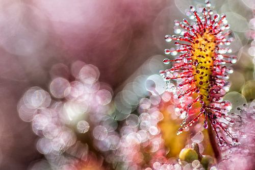 abstrakter Sonnentau