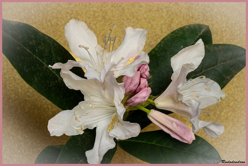 rhododendron par Hans van Kilsdonk Fotografie