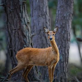 Reegeit in het bos van Tom Zwerver
