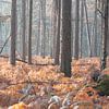 Forêt d'automne sur la crête d'Utrecht sur Peter Haastrecht, van