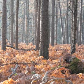 Autumn forest on the Utrecht Ridge by Peter Haastrecht, van