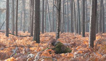 Forêt d'automne sur la crête d'Utrecht
